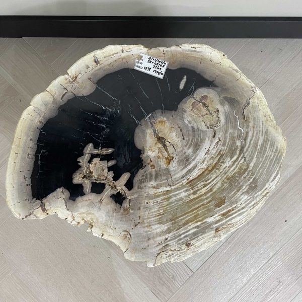 Versteinertes Holz