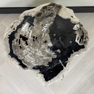 Versteinertes Holz