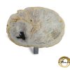 Versteend hout salontafel