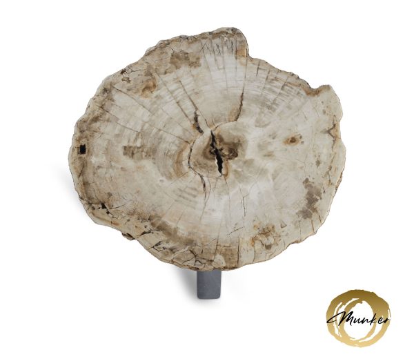 Couchtisch aus versteinertem Holz