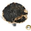 Versteend hout salontafel