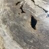 Couchtisch aus versteinertem Holz