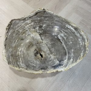 Versteend hout salontafel