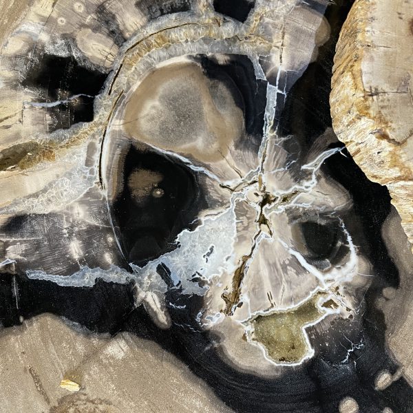 Couchtisch aus versteinertem Holz