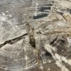 Couchtisch aus versteinertem Holz