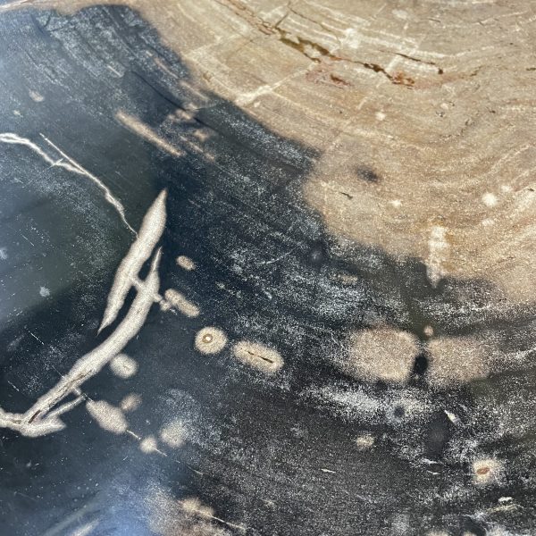 Couchtisch aus versteinertem Holz