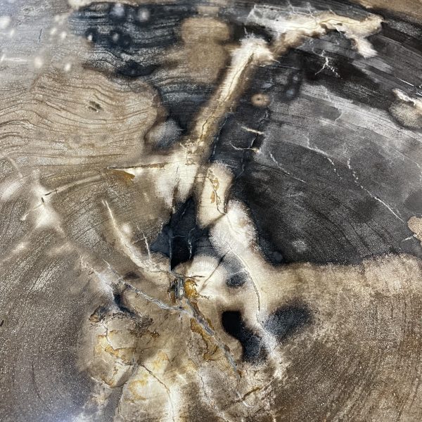 Couchtisch aus versteinertem Holz