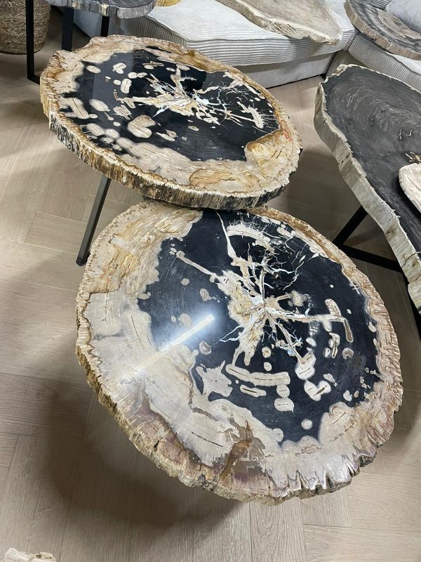 XL versteinertes Holz
