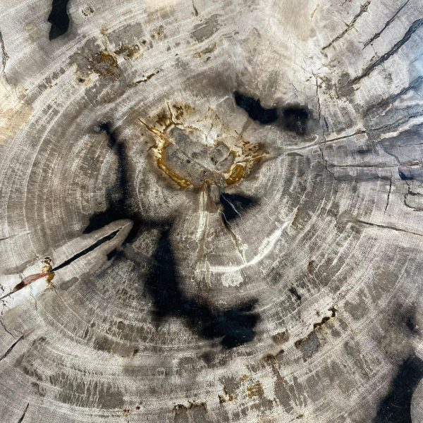 Couchtisch aus versteinertem Holz - Beige #55B9 – Bild 3