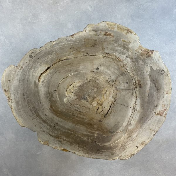 Couchtisch aus versteinertem Holz - Beige #342B8 – Bild 2