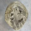 Versteend hout salontafel