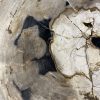 Couchtisch aus versteinertem Holz