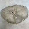 Couchtisch aus versteinertem Holz - Beige #345B8