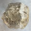 Couchtisch aus versteinertem Holz