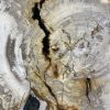 Versteend hout salontafel