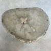 Couchtisch aus versteinertem Holz - Beige #344B8