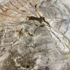 Couchtisch aus versteinertem Holz - Beige #159B17 – Bild 3