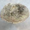 Couchtisch aus versteinertem Holz - Beige #159B17