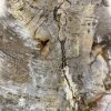 Versteend hout salontafel