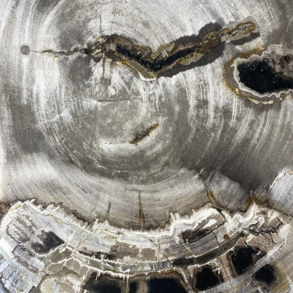 Couchtisch aus versteinertem Holz