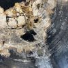 Versteend hout salontafel