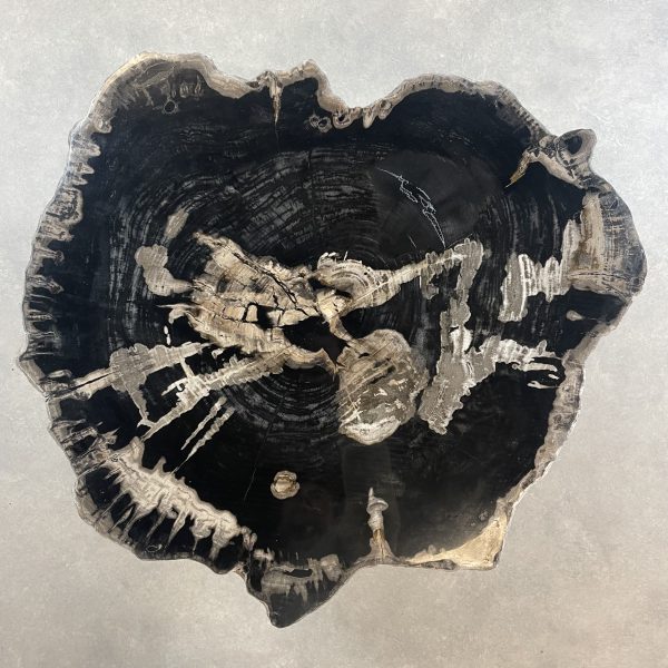 Couchtisch aus versteinertem Holz - Schwarz #484B21 – Bild 2