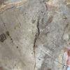 Versteend hout salontafel