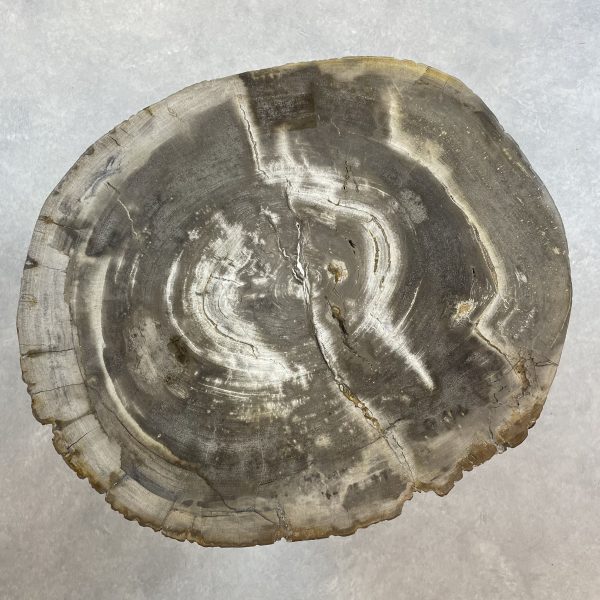 Versteend hout salontafel