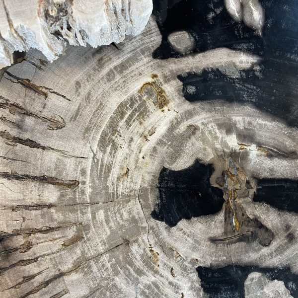 Couchtisch aus versteinertem Holz - Mix #49B5 – Bild 4