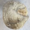 Couchtisch aus versteinertem Holz - Beige #124B17 – Bild 2