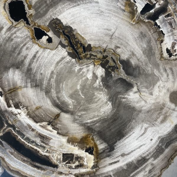 Couchtisch aus versteinertem Holz - Mix #27B1 – Bild 3