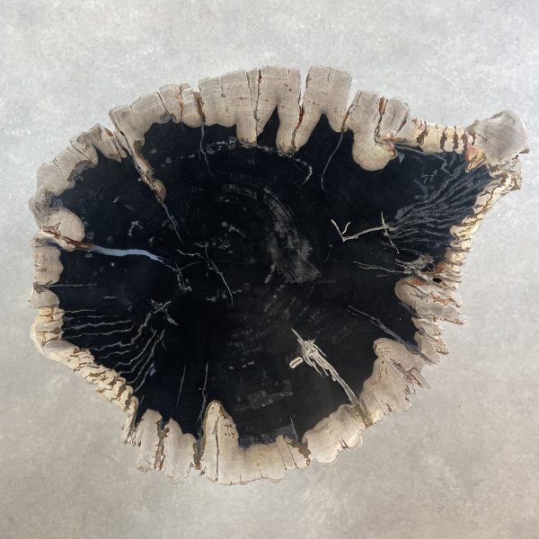 Couchtisch aus versteinertem Holz - Schwarz #61B5