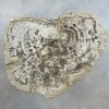 Couchtisch aus versteinertem Holz - Beige #147B1