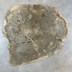 Couchtisch aus versteinertem Holz