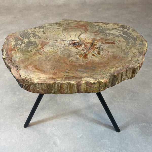 Couchtisch aus versteinertem Holz - Beige #179B20