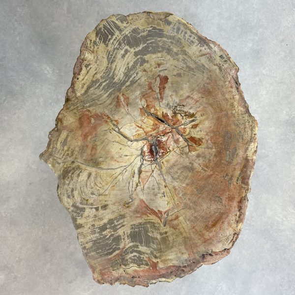 Couchtisch aus versteinertem Holz - Beige #179B20 – Bild 2