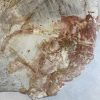 Couchtisch aus versteinertem Holz