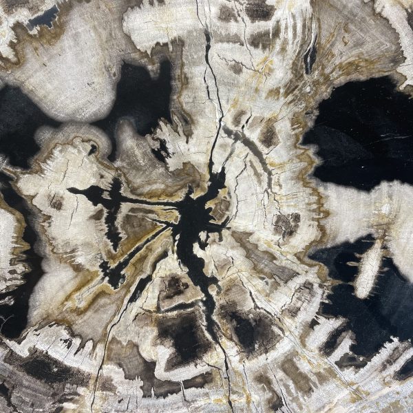 Couchtisch aus versteinertem Holz