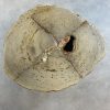 Couchtisch aus versteinertem Holz