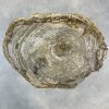 Couchtisch aus versteinertem Holz