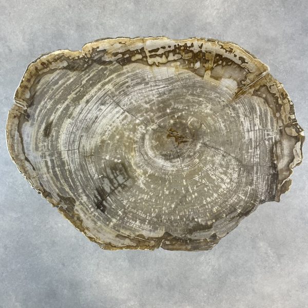Couchtisch aus versteinertem Holz