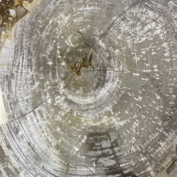 Couchtisch aus versteinertem Holz