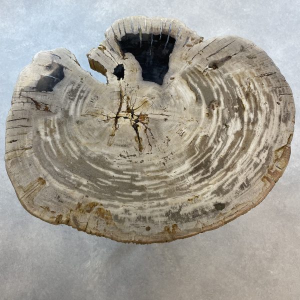 Couchtisch aus versteinertem Holz - Mix #440B7 – Bild 2