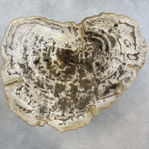 Couchtisch aus versteinertem Holz - Mix #259B1