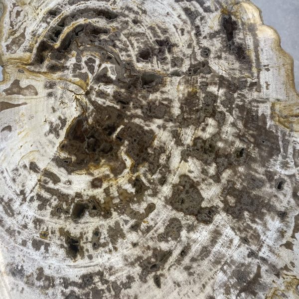 Couchtisch aus versteinertem Holz - Mix #259B1 – Bild 3