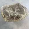 Couchtisch aus versteinertem Holz - Beige #215B20 – Bild 2