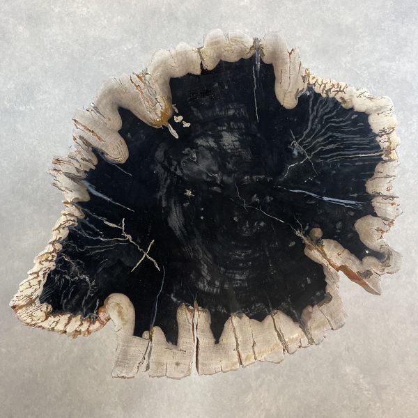 Couchtisch aus versteinertem Holz - Mix #61B5 – Bild 2