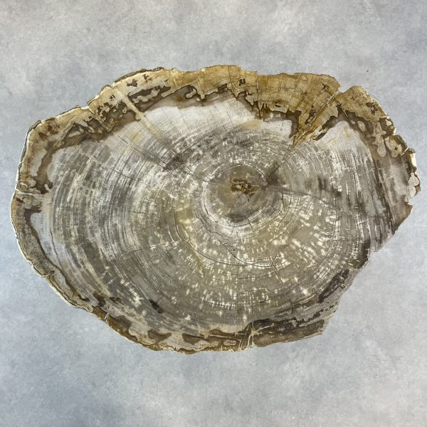 Couchtisch aus versteinertem Holz