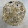Couchtisch aus versteinertem Holz - Beige #246B19 – Bild 2