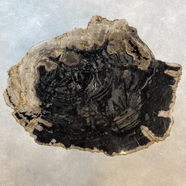 Couchtisch aus versteinertem Holz - Mix #86B7 – Bild 2